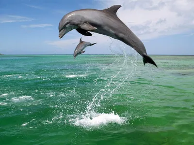 хвост белого дельфина плавает в бассейне. Стоковое Изображение -  изображение насчитывающей одно, морск: 257943317