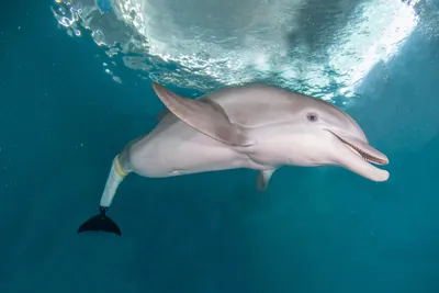 Дельфин Хвост — стоковые фотографии и другие картинки Дельфин - Дельфин,  Хвостовой плавник, Хвост - iStock