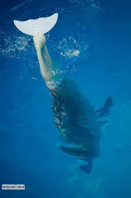 Хвост дельфина - 71 фото