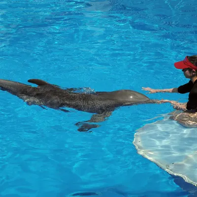Дельфин Хвост — стоковые фотографии и другие картинки Дельфин - Дельфин,  Хвост, Хвостовой плавник - iStock