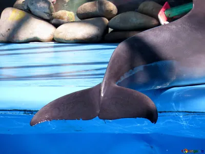 Дельфин удивил своим хвостом исследователей морских животных в Крыму | ИА  Красная Весна