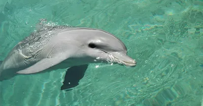 Новый хвост для дельфина (3 фото) » Невседома