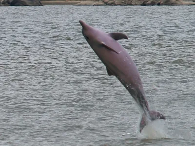 Дельфин в небе с голубым хвостом | Премиум Фото