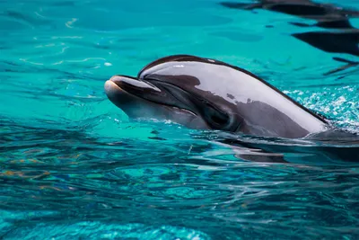 Дельфину-инвалиду сделали протез хвоста (видео)