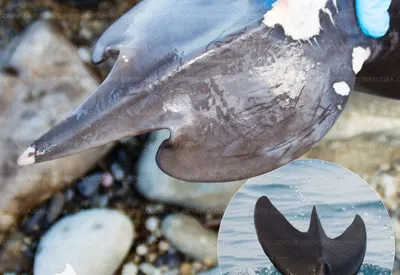 У берегов Крыма замечен дельфин-мутант - Российская газета