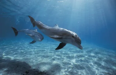 Ежедневная иконка — дельфин | Пикабу