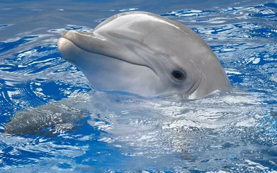 Cute dolphins - Мозг взрослого дельфина весит около 1 700 граммов, а у  человека — 1 400. Но размер мозга сам по себе ещё ничего не значит, важно  его строение. Изучение этих