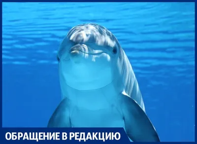 Белый дельфин — Википедия