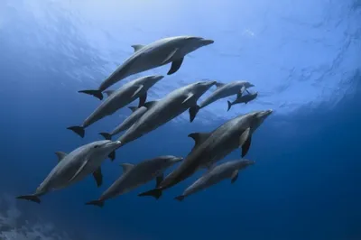 Почему нельзя спасать дельфинов. Им можно навредить