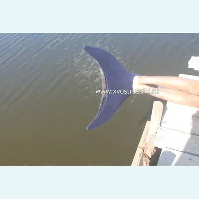 В Крыму нашли дельфина с необычным хвостом-трезубцем - KP.RU
