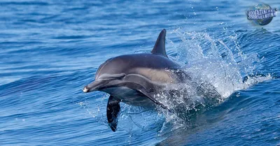 Хвост дельфина фото 