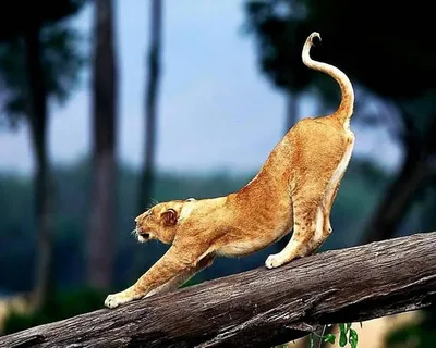 Мужской лев около буша с хвостом вверх Стоковое Фото - изображение  насчитывающей привод, экстерьер: 174538690