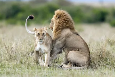 Животное с хвостом льва, с телом …» — создано в Шедевруме