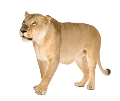 Нарисуй гибрид - голова льва, …» — создано в Шедевруме