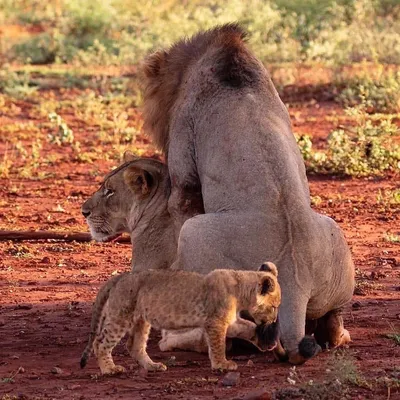 Мой лев»: львица перешагнула через самца и рассмешила Московский зоопарк
