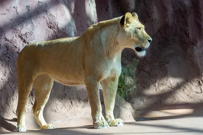 Поза ходьбы белого молодого льва 3D Модель $99 - .3ds .blend .c4d .fbx .max  .ma .lxo .obj - Free3D