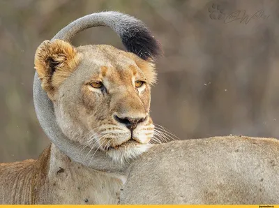 Хвост львицы - картинки и фото koshka.top