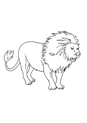 Лев Львица Зоопарк - Бесплатное фото на Pixabay - Pixabay