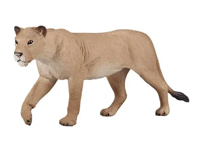 Африканский лев на белой предпосылке Стоковое Изображение - изображение  насчитывающей ангстрома, намибия: 90694379