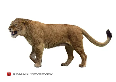 Зачем львам «кисточка» на хвосте | Заметки о животных | Дзен