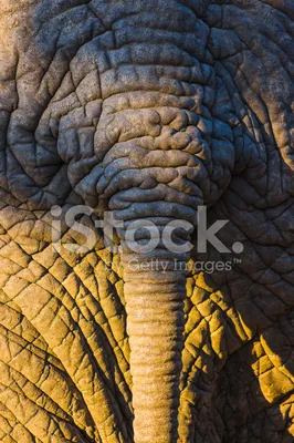 Индийский слон хвост слонов Стоковое Фото - изображение насчитывающей  конец, индийско: 162576840