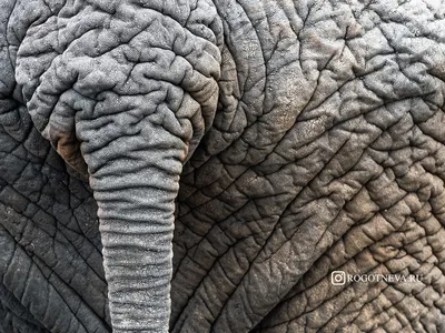 Close Up Слон Магистрали Держа Хвост Другого Виде Слона — стоковые  фотографии и другие картинки Зоопарк - iStock