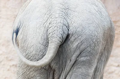 Задняя слона стоковое изображение. изображение насчитывающей млекопитающее  - 207536063