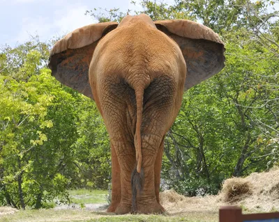 Голова слона, тело моржа в тигриную…» — создано в Шедевруме