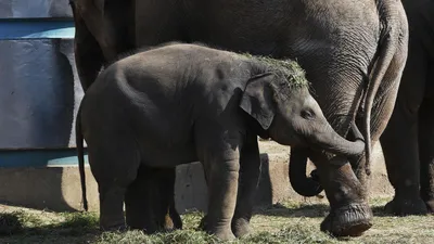 закрытие слона в национальном парке Сри-Ланка в Удавалаве Стоковое  Изображение - изображение насчитывающей больш, совместно: 229918741