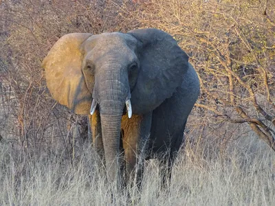 Хвост Слона — стоковые фотографии и другие картинки Африка - Африка,  Африканский слон, Без людей - iStock