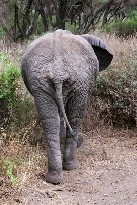 Африканский Хвост Слона — стоковые фотографии и другие картинки Африка -  Африка, Африканский слон, Без людей - iStock