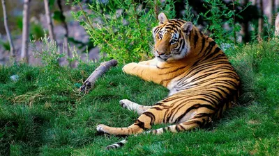 Гибрид: передняя часть тигра, задняя…» — создано в Шедевруме