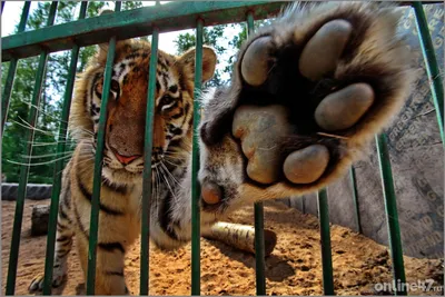 Год тигра 🐯 начал уже удивлять и это мягко сказано 😆. Желаю всем брать  Тигра за хвост, не бояться ошибаться и пробовать🏆. Кризис - это… |  Instagram
