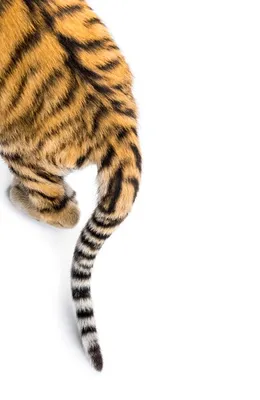 Лапки, уши и хвост: в Ленобласти появился хоспис для хищных кошек «Дом тигра»  | Online47.ru