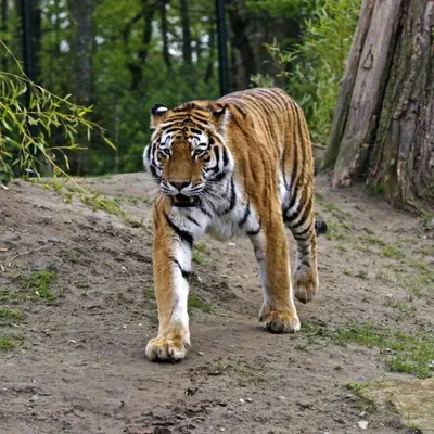 Смотреть фильм Хвост тигра онлайн бесплатно в хорошем качестве