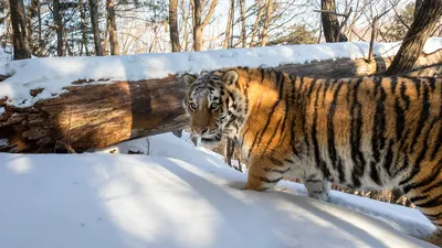 Полезно_знать. Прекрасного утра, отличного дня! Амурский тигр – редчайший  представитель своего семейства, длина животного свыше 2 метров, хвост  длиной до 1 метра - Лента новостей ДНР