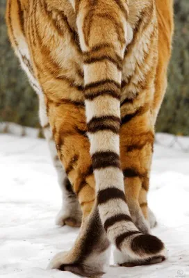 Уши и хвост тигра купить за 422 грн. в магазине Personage.ua