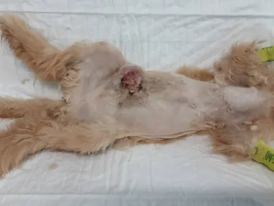 Новообразование молочной железы кошки. В данном случае лечение оперативное.