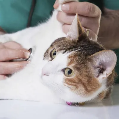 Опухоль молочных желез кошек | Ветеринарная клиника доктора Шубина