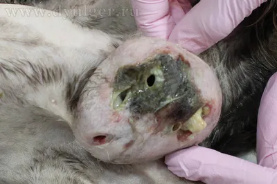 Лечение абсцесса параанальных желез у кошек, собак: на спине, ухе, на шее