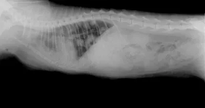 Клиническая картина опухоли шеи собаки.