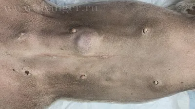Опухоль молочной железы у собаки (рак): фотографии, лечение.