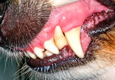 Эпулис у собак - признаки, формы и лечение