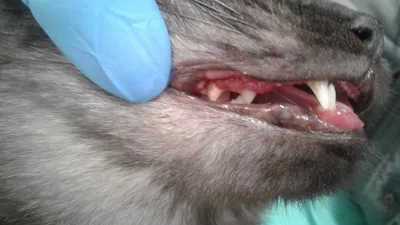 Предупреждение и лечение заболеваний зубов и десен у собак и кошек —  Ветклиника «Центр»