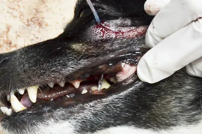 Абсцесс верхушки корня зуба | Ветеринарная клиника доктора Шубина