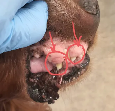 Опухоли губы у собак и кошек: симптомы, диагностика и лечение