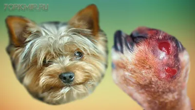 Шишка у собаки: причины, симптомы и методы лечения | Лучший Друг: Всё о  Собаках | Дзен