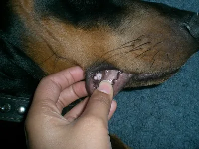 У собаки образовалась огромная опухоль на голове из-за перетянутого  резинкой горла ᐈ новость от 15:30, 27 июля 2021 на zakon.kz