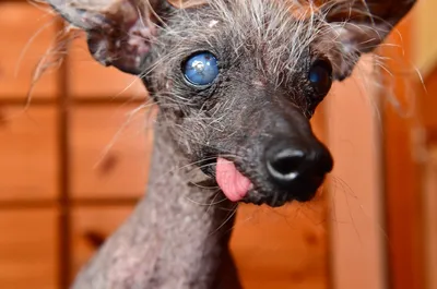 Лысая китайская хохлатая собака 4к» — создано в Шедевруме
