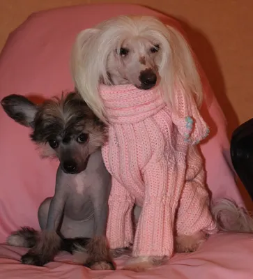 Китайская лысая хохлалая собака, Chinese Crested Dog, #Shorts - YouTube